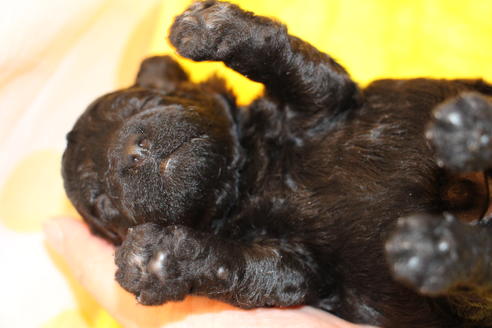 成約済の愛知県のトイプードル-60556の26枚目