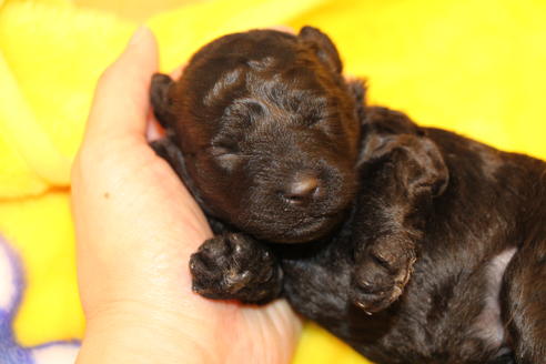 成約済の愛知県のトイプードル-60556の25枚目