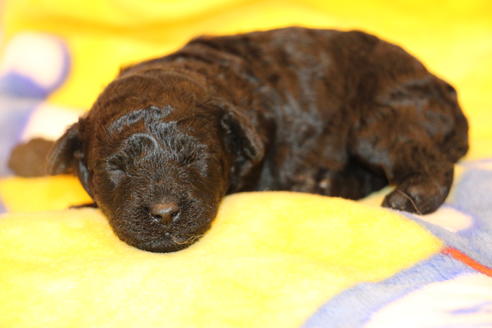 成約済の愛知県のトイプードル-60556の24枚目