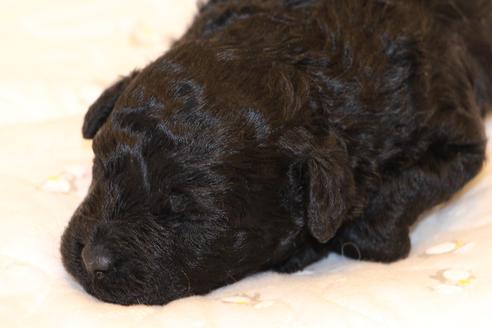 成約済の愛知県のトイプードル-60556の23枚目