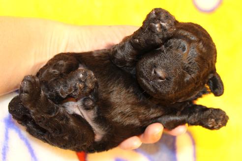 成約済の愛知県のトイプードル-60556の22枚目