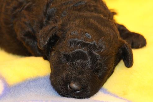 成約済の愛知県のトイプードル-60556の21枚目