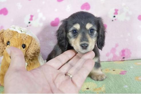 成約済の兵庫県のカニンヘンダックスフンド(ロングヘアード)-61131の3枚目