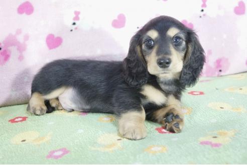 成約済の兵庫県のカニンヘンダックスフンド(ロングヘアード)-61132の2枚目