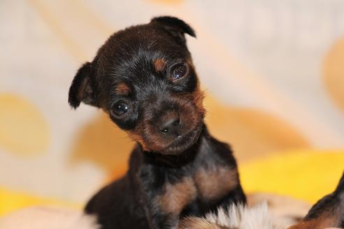 成約済の愛知県のミニチュアピンシャー(ミニピン)-59828の27枚目