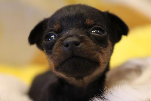 成約済の愛知県のミニチュアピンシャー(ミニピン)-59828の26枚目