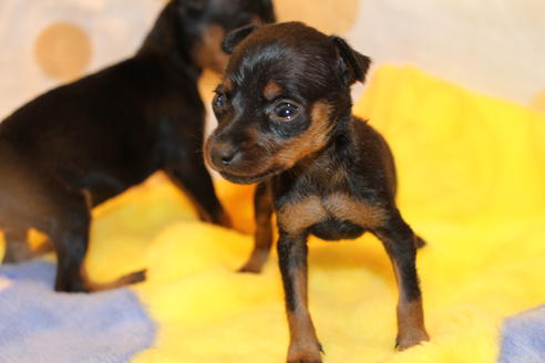 成約済の愛知県のミニチュアピンシャー(ミニピン)-59828の25枚目