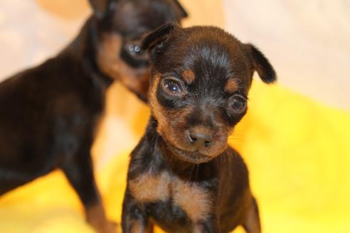 成約済の愛知県のミニチュアピンシャー(ミニピン)-59828の24枚目