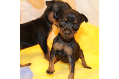 成約済の愛知県のミニチュアピンシャー(ミニピン)-59828の23枚目