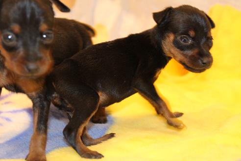 成約済の愛知県のミニチュアピンシャー(ミニピン)-59828の22枚目