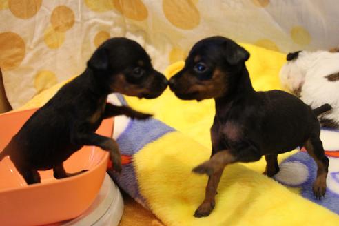 成約済の愛知県のミニチュアピンシャー(ミニピン)-59828の21枚目