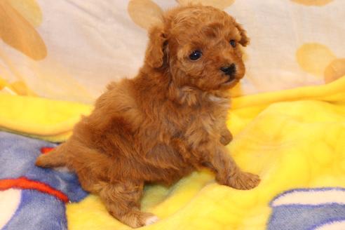 成約済の愛知県のトイプードル-59830の22枚目