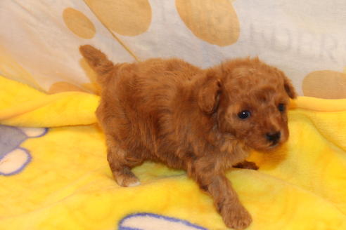 成約済の愛知県のトイプードル-59830の21枚目