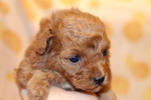 成約済の愛知県のトイプードル-59830の20枚目