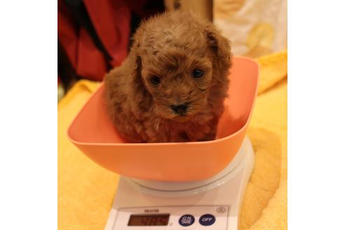成約済の愛知県のトイプードル-59830の19枚目