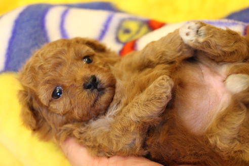 成約済の愛知県のトイプードル-59830の18枚目