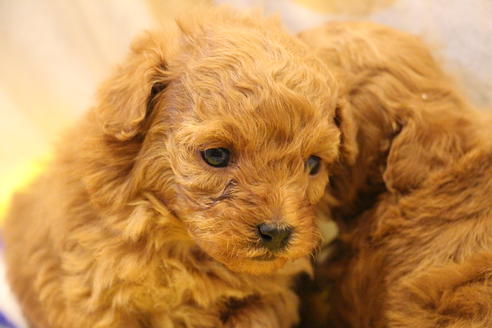 成約済の愛知県のトイプードル-59830の17枚目