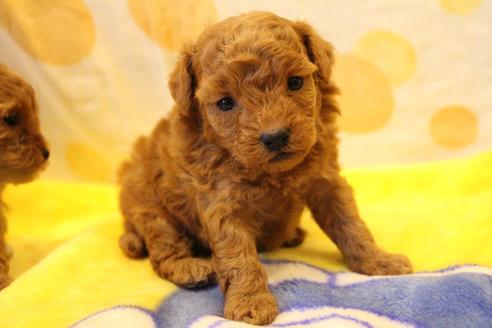 成約済の愛知県のトイプードル-59831の24枚目