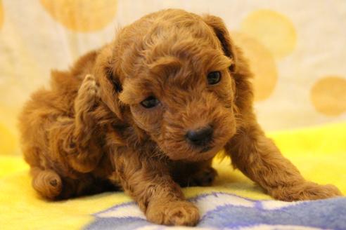 成約済の愛知県のトイプードル-59831の23枚目