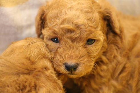 成約済の愛知県のトイプードル-59831の22枚目