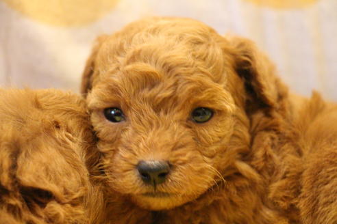 成約済の愛知県のトイプードル-59831の21枚目