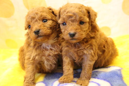 成約済の愛知県のトイプードル-59831の20枚目