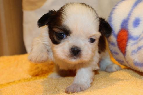 成約済の愛知県のシーズー-59826の9枚目