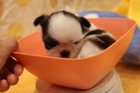 成約済の愛知県のシーズー-59826の7枚目