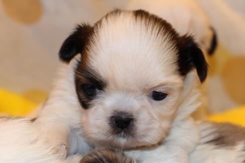 成約済の愛知県のシーズー-59826の6枚目