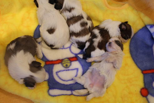 成約済の愛知県のシーズー-59826の5枚目