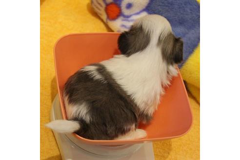 成約済の愛知県のシーズー-59823の62枚目