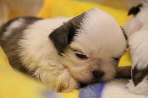 成約済の愛知県のシーズー-59823の61枚目