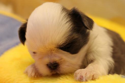 成約済の愛知県のシーズー-59823の60枚目