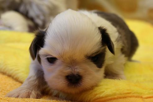 成約済の愛知県のシーズー-59823の59枚目