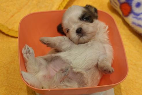 成約済の愛知県のシーズー-59825の13枚目