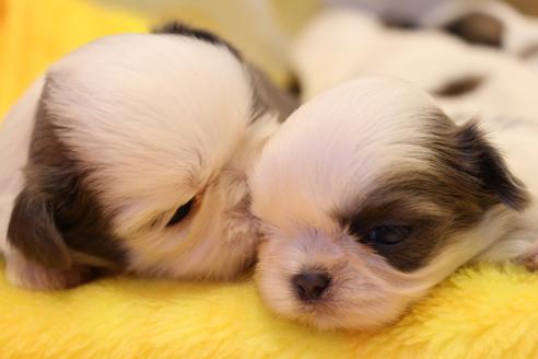 成約済の愛知県のシーズー-59825の12枚目