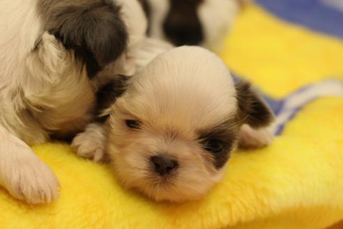 成約済の愛知県のシーズー-59825の11枚目