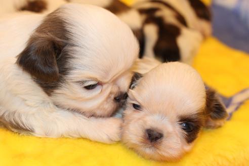 成約済の愛知県のシーズー-59825の10枚目