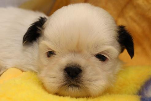 成約済の愛知県のシーズー-59821の21枚目