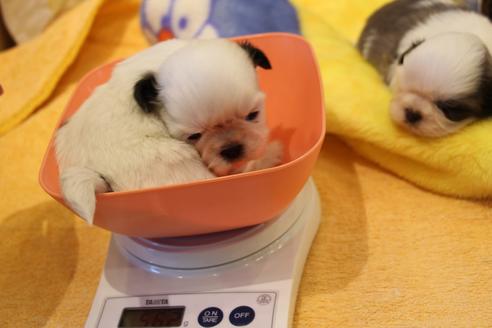 成約済の愛知県のシーズー-59821の20枚目