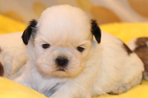 成約済の愛知県のシーズー-59821の18枚目