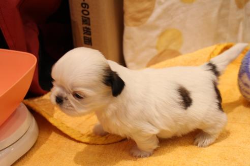 成約済の愛知県のシーズー-59821の17枚目