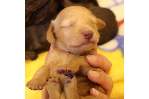 成約済の愛知県のカニンヘンダックスフンド(ロングヘアード)-60579の20枚目