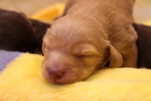 成約済の愛知県のカニンヘンダックスフンド(ロングヘアード)-60579の19枚目