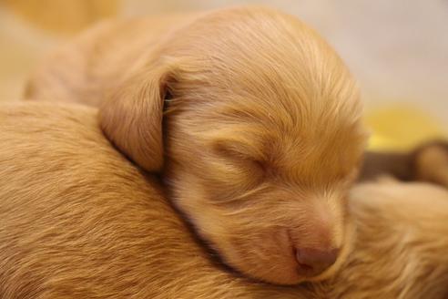 成約済の愛知県のカニンヘンダックスフンド(ロングヘアード)-60579の18枚目