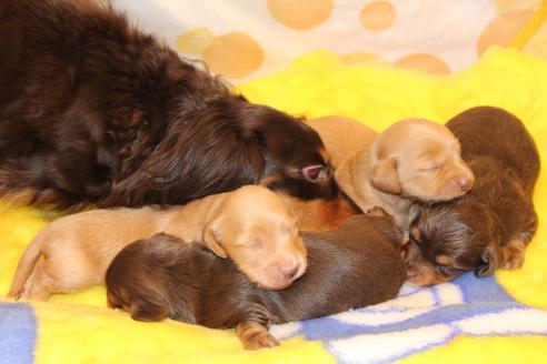 成約済の愛知県のカニンヘンダックスフンド(ロングヘアード)-60579の17枚目