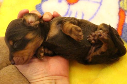 成約済の愛知県のカニンヘンダックスフンド(ロングヘアード)-60573の33枚目