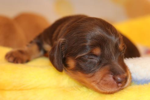 成約済の愛知県のカニンヘンダックスフンド(ロングヘアード)-60573の32枚目