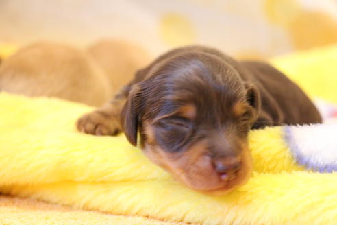 成約済の愛知県のカニンヘンダックスフンド(ロングヘアード)-60573の31枚目
