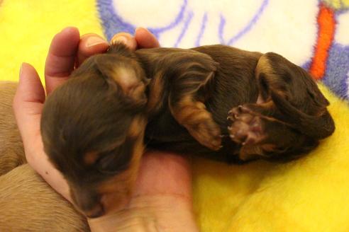 成約済の愛知県のカニンヘンダックスフンド(ロングヘアード)-60573の29枚目